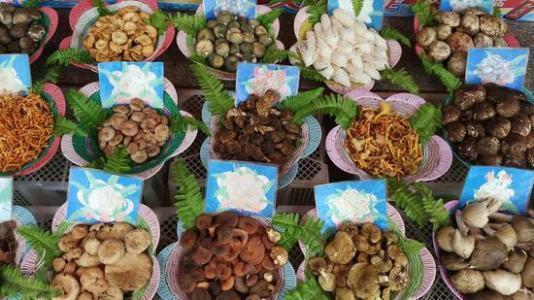 春节云南行 冬游彩云之南的适宜性与实用指南