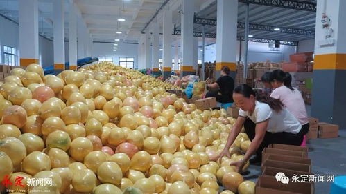 永定区实施农产品“五统一”策略，助力蜜柚销售，夯实农业稳区根基