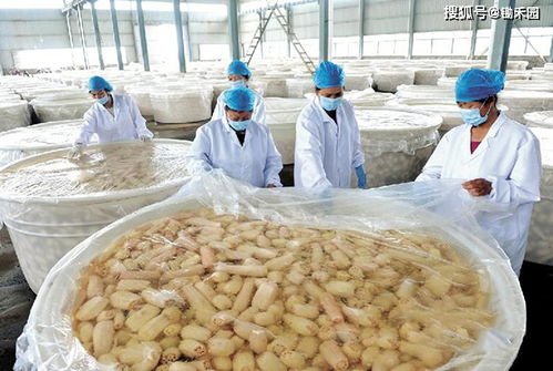 从田间到车间 食品工业园赋能，2025年农产品营收冲刺32万亿